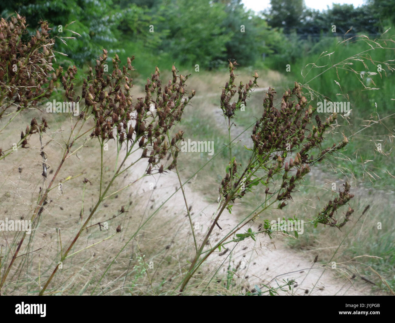 20160821Hypericum perforatum Banque D'Images