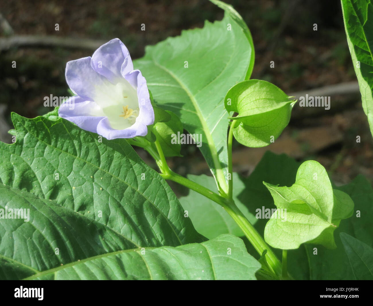 Nicandra physalodes 201609021 Banque D'Images