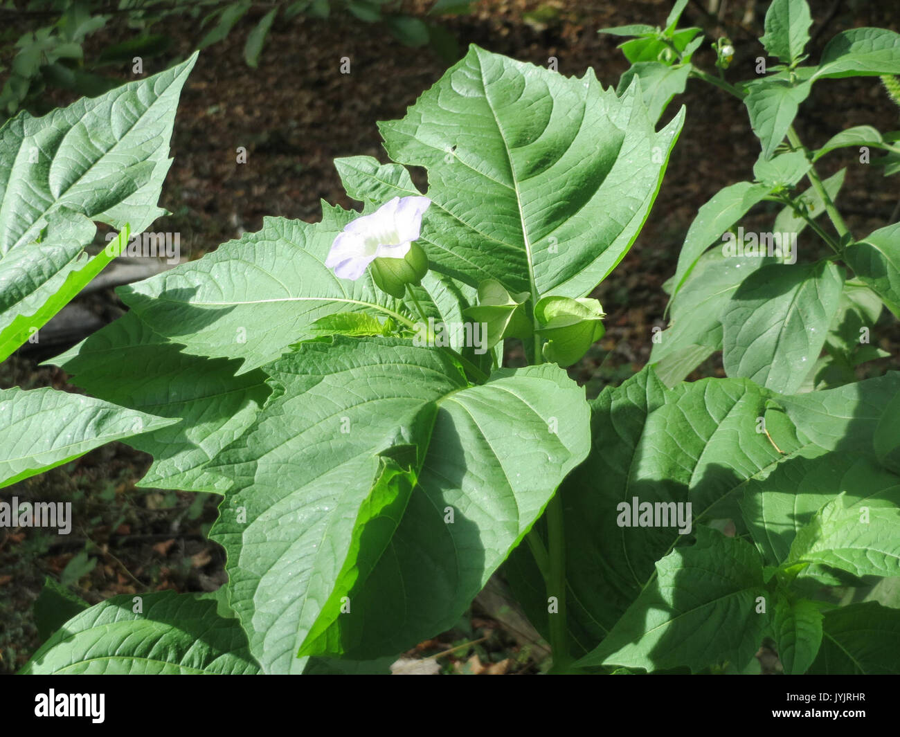 Nicandra physalodes 201609025 Banque D'Images