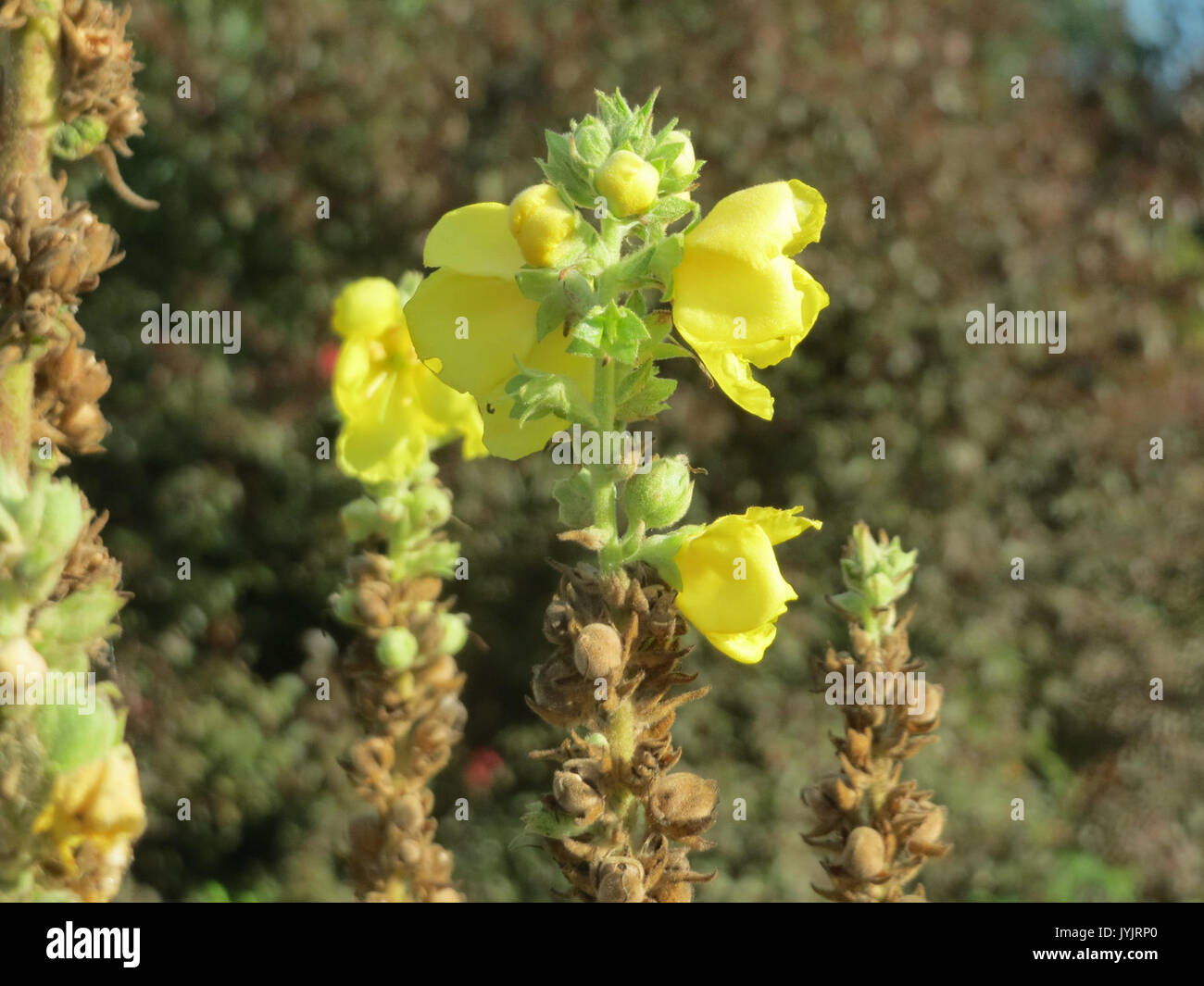 20160906Verbascum thapsus1 Banque D'Images