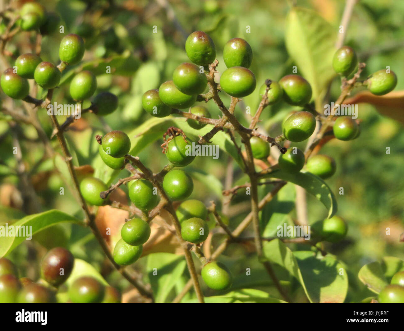 20160906Ligustrum vulgare2 Banque D'Images