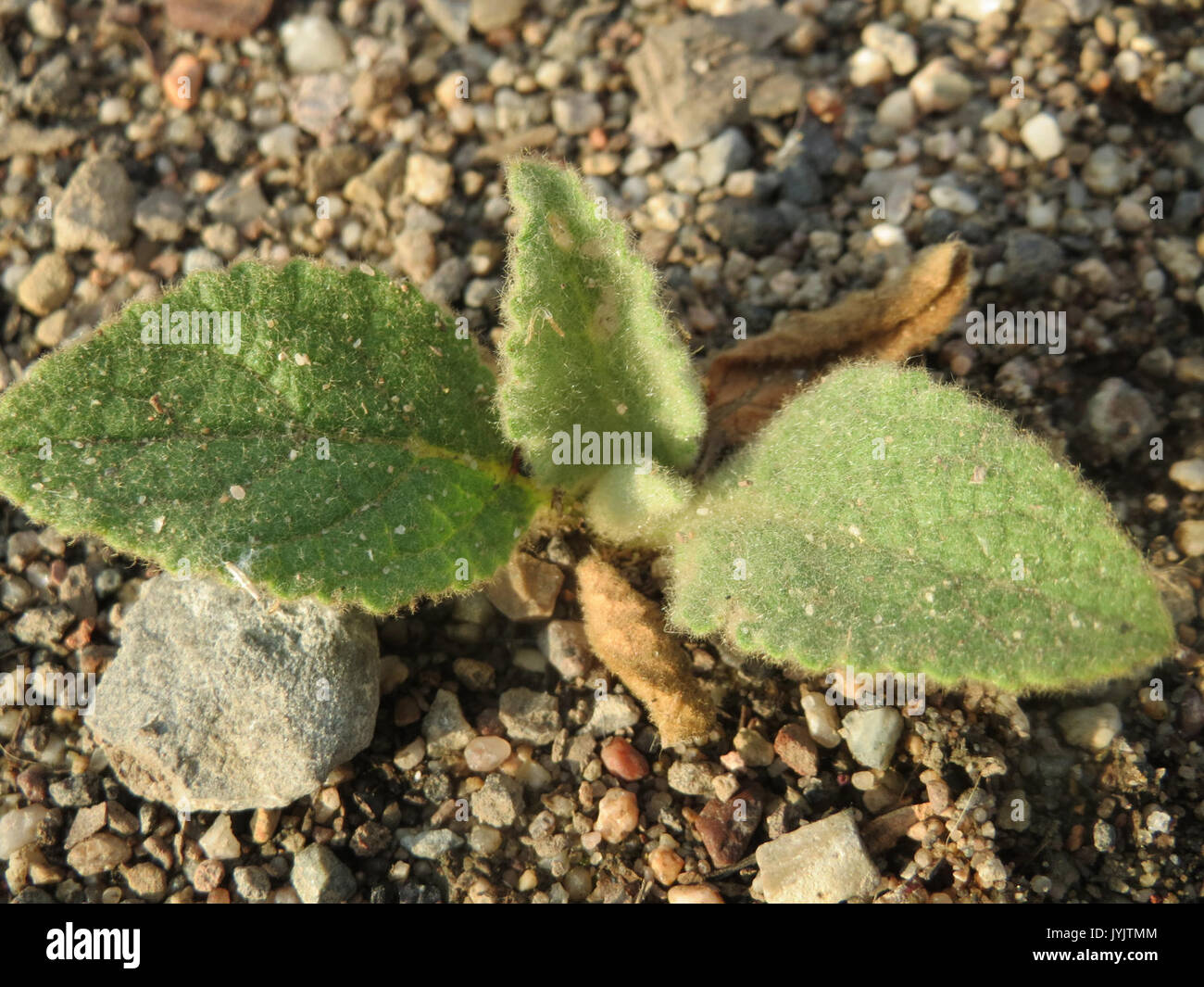 20160919Verbascum thapsus2 Banque D'Images
