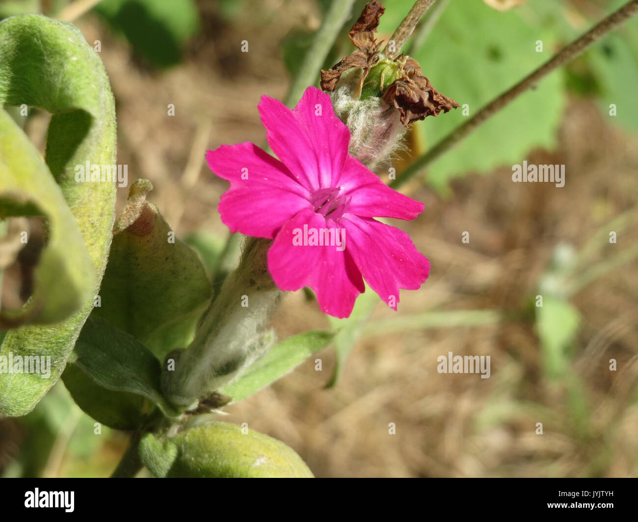 20160922Lychnis coronaria1 Banque D'Images