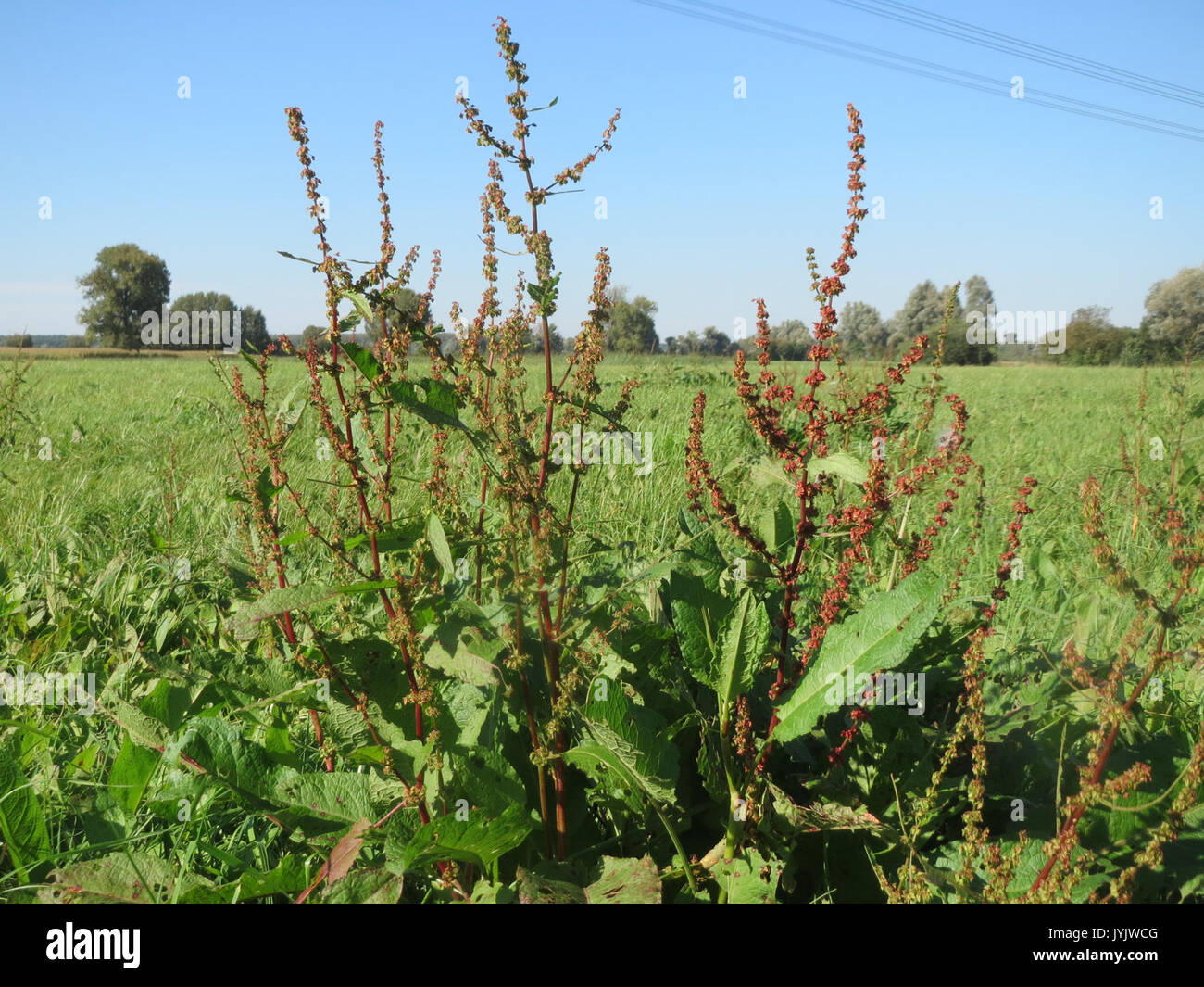 20160929Rumex obtusifolius1 Banque D'Images