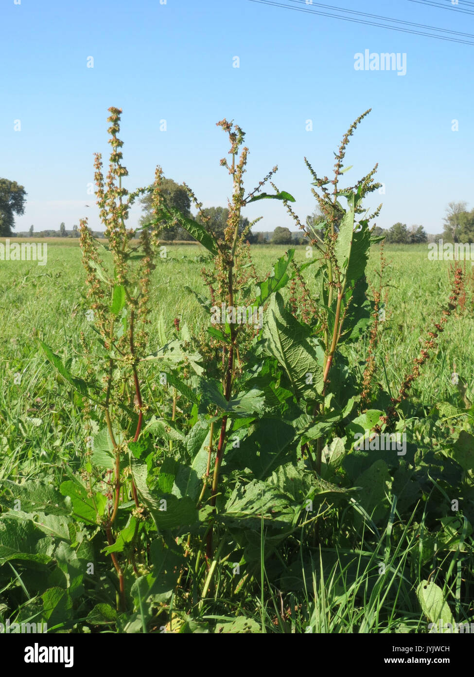 20160929Rumex obtusifolius2 Banque D'Images