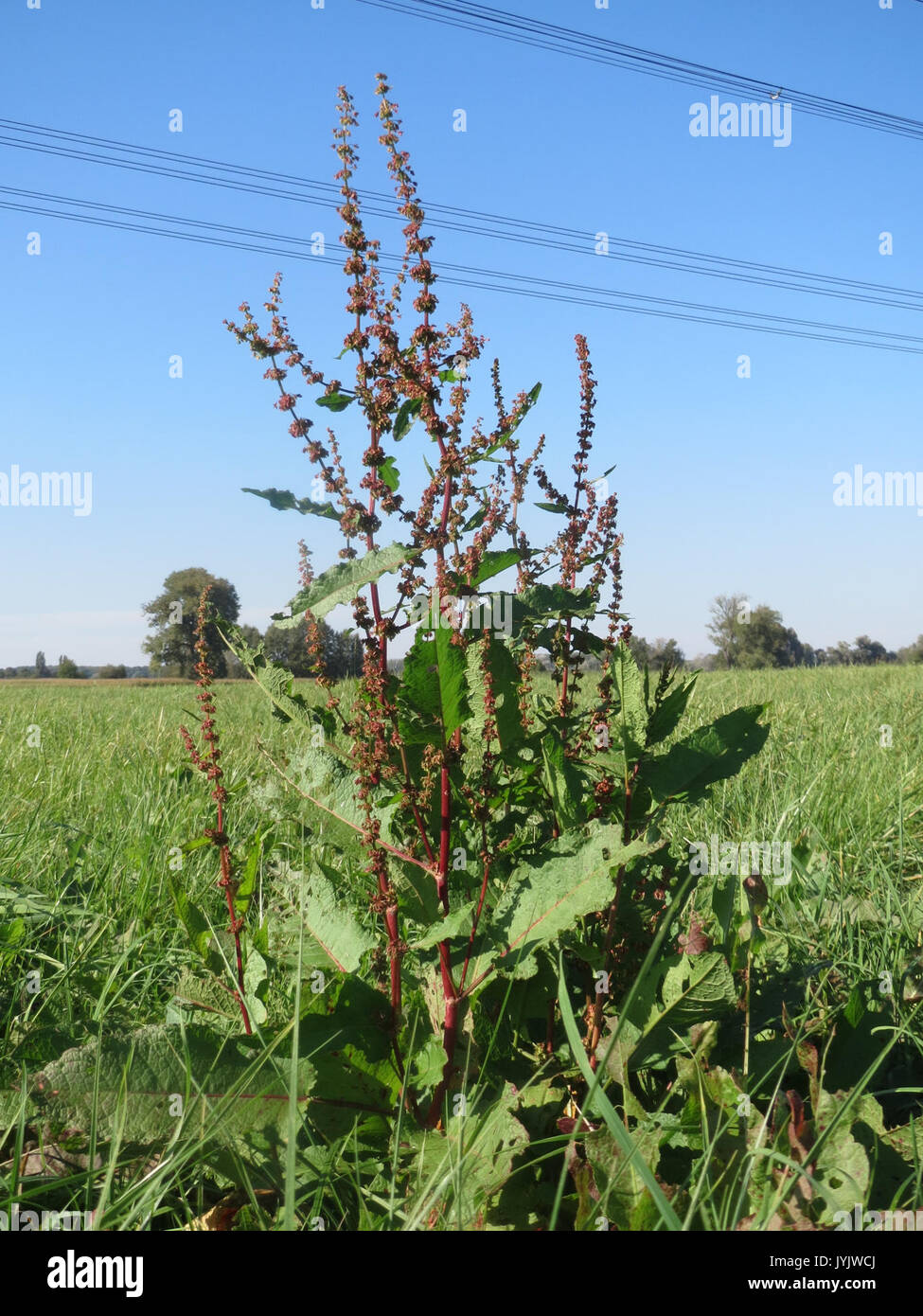 20160929Rumex obtusifolius3 Banque D'Images