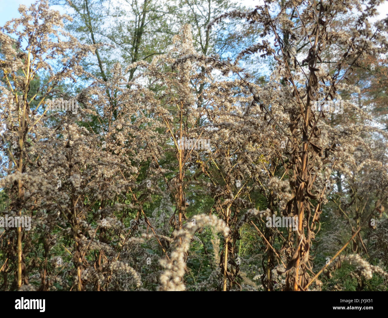 20161005Solidago canadensis1 Banque D'Images
