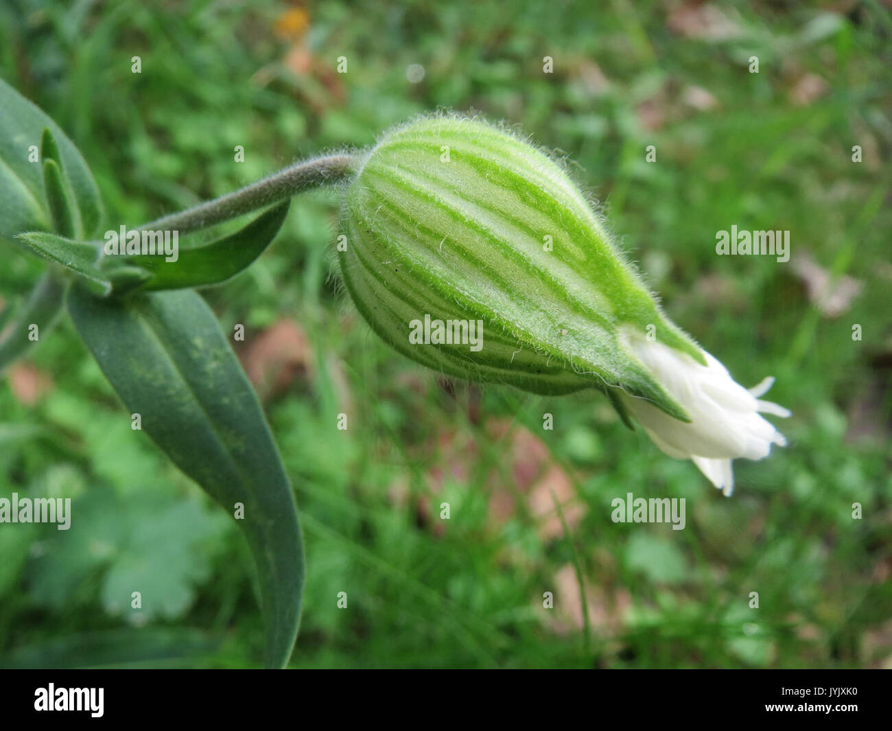 20161023Silene latifolia2 Banque D'Images