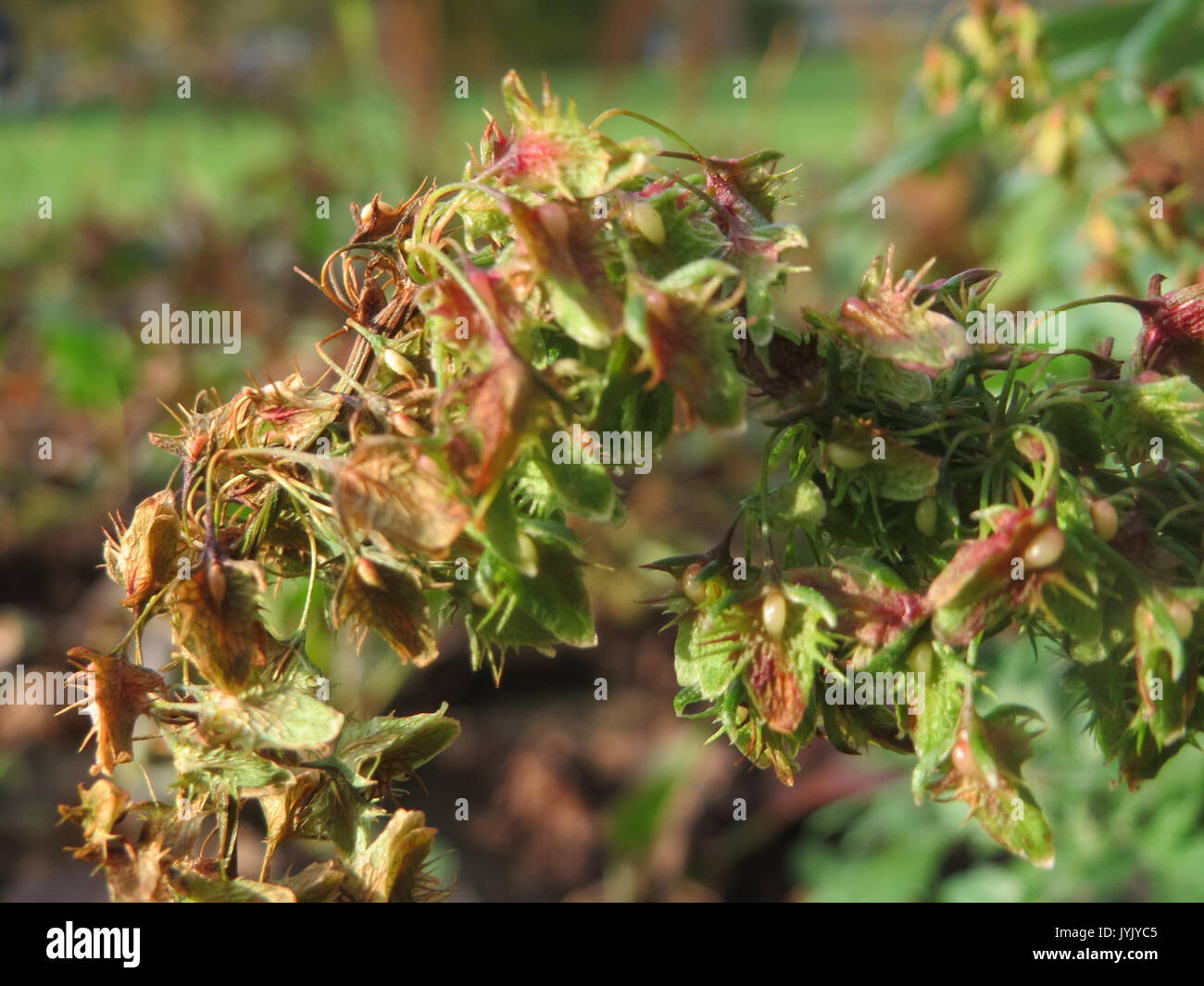 20161103Rumex obtusifolius3 Banque D'Images