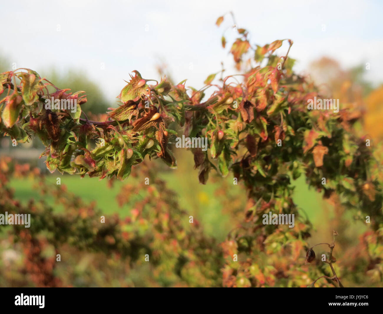 20161103Rumex obtusifolius4 Banque D'Images