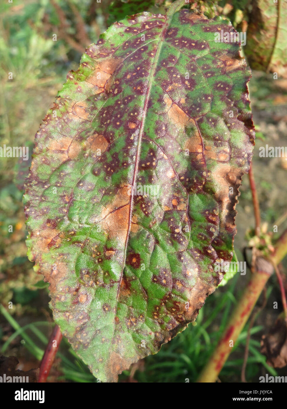 20161103Rumex obtusifolius2 Banque D'Images