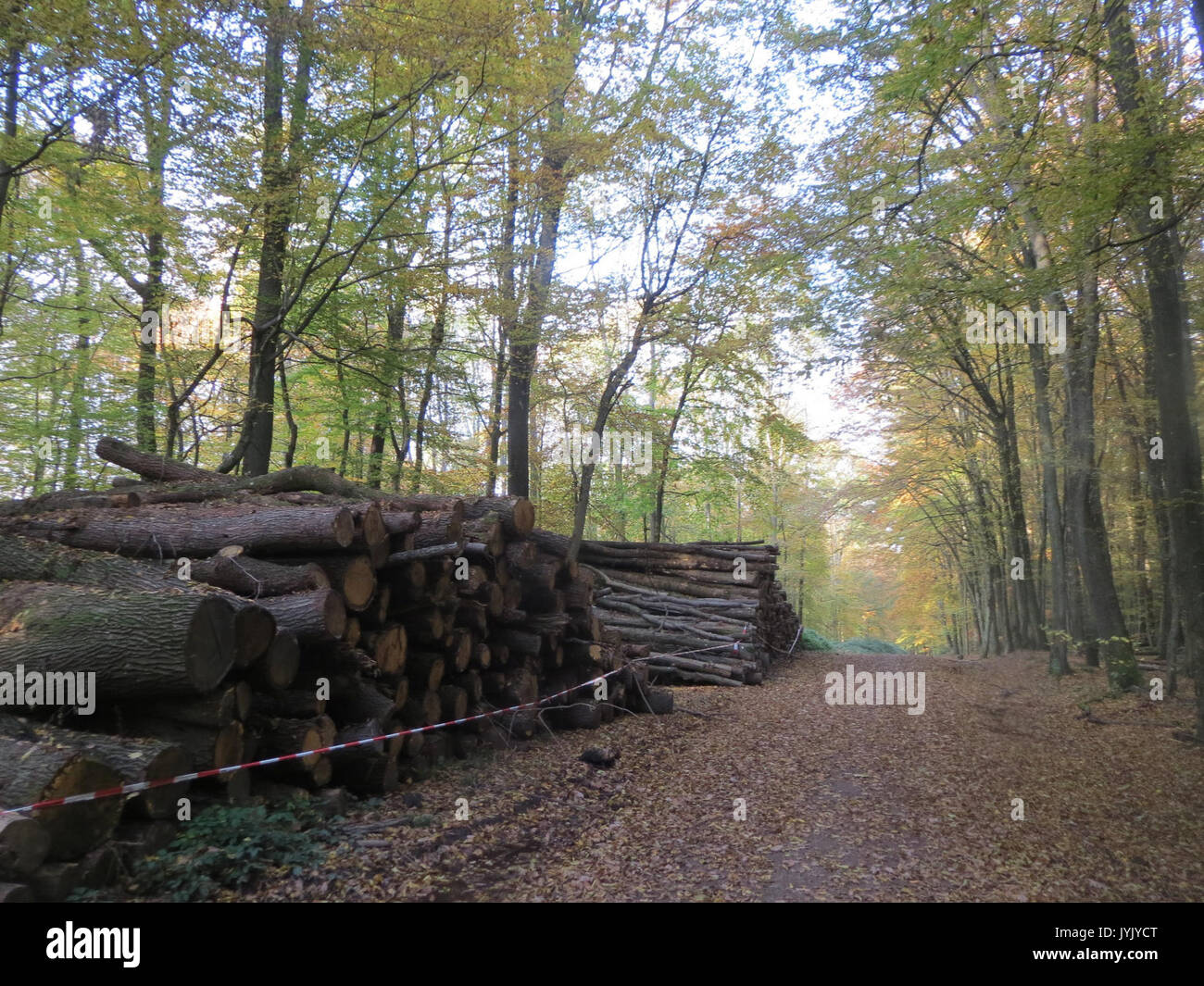 20161103St Johanner Stadtwald2 Banque D'Images