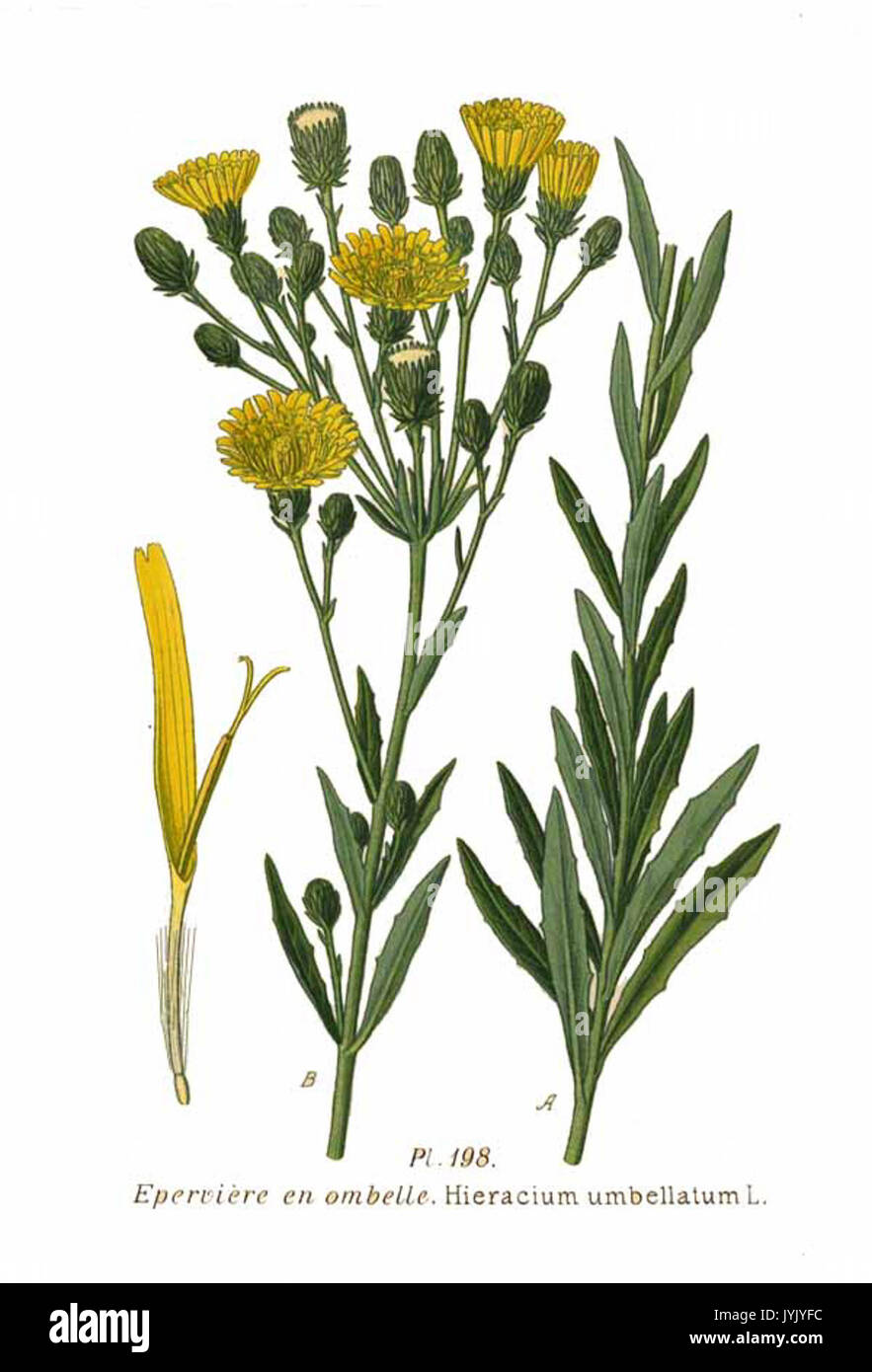 198 l'Hieracium umbellatum L Banque D'Images