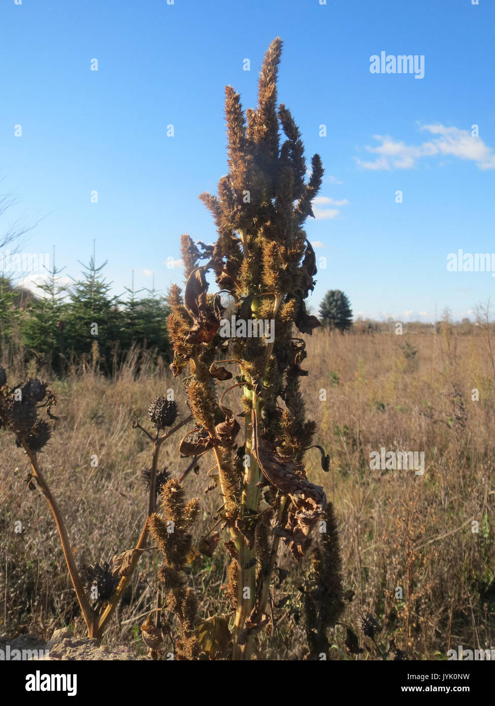 20161128Amaranthus retroflexus1 Banque D'Images