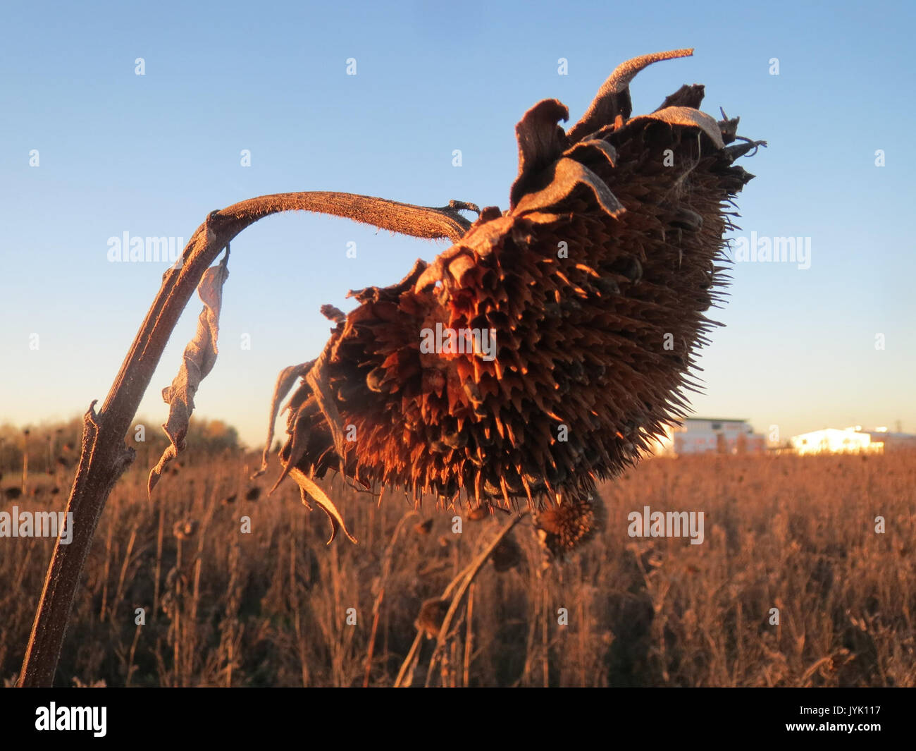 20161129Helianthus annuus4 Banque D'Images