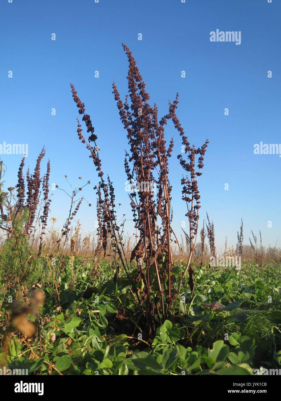 20161210Rumex obtusifolius1 Banque D'Images