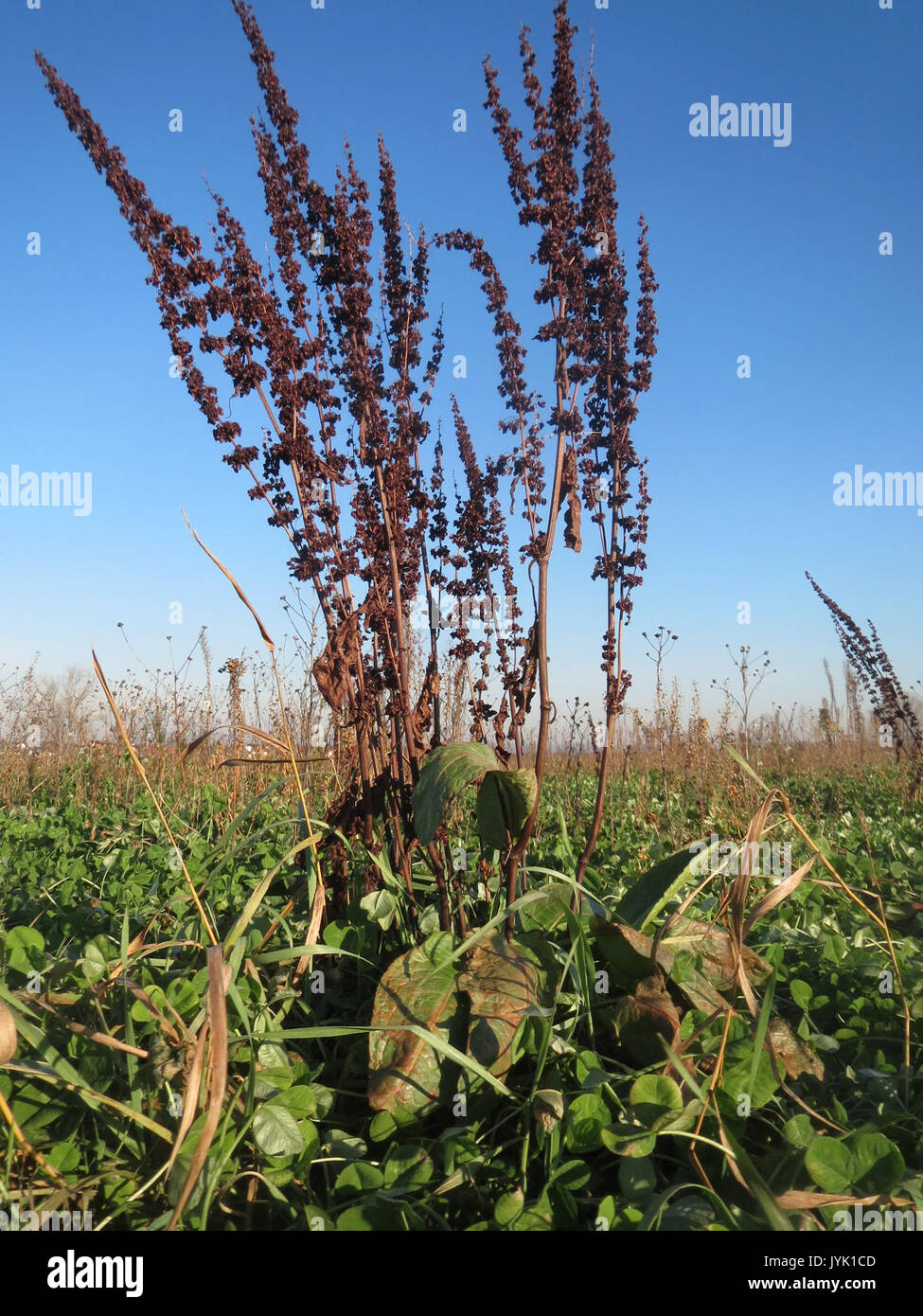 20161210Rumex obtusifolius3 Banque D'Images