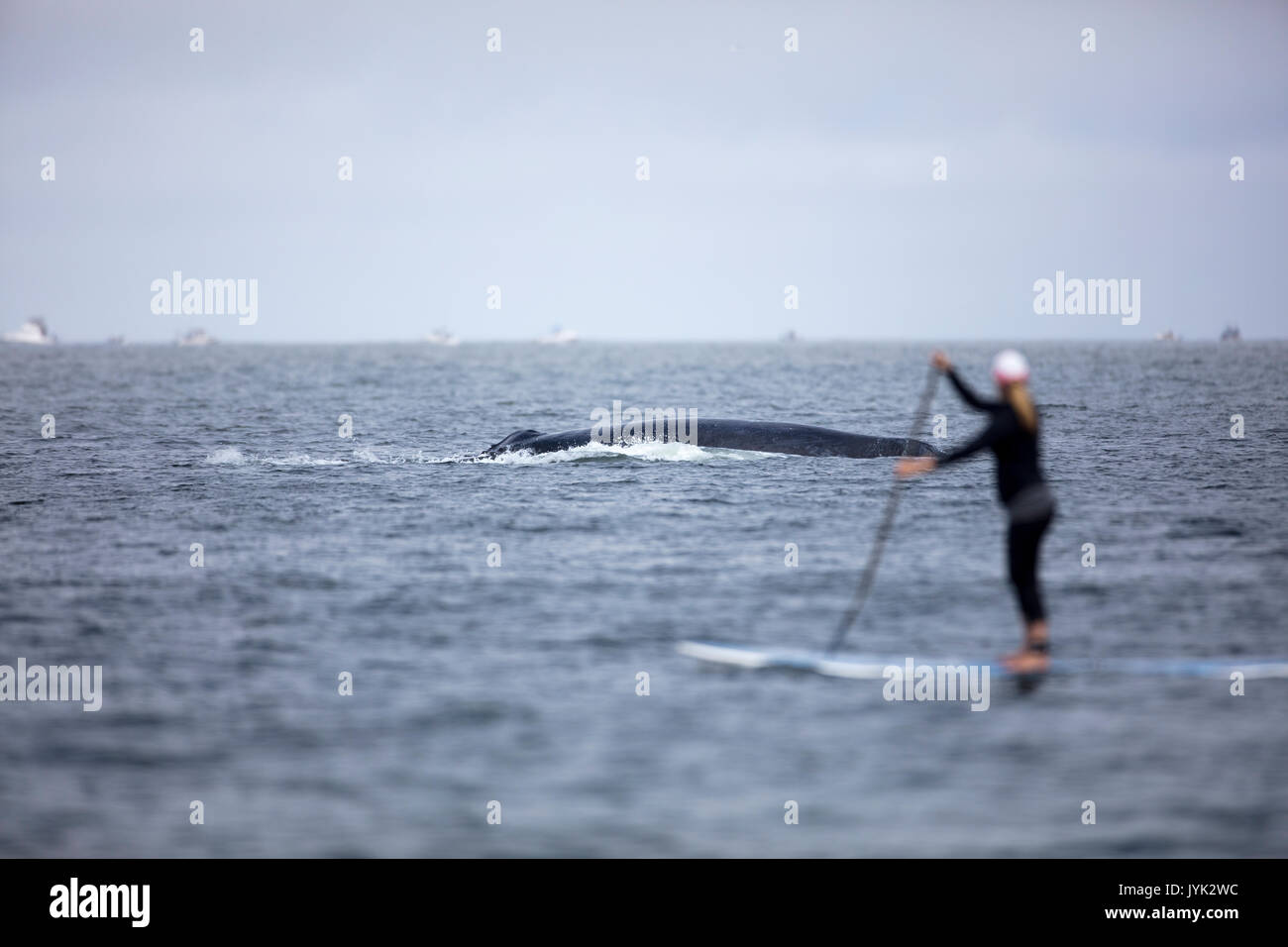 Une baleine à bosse près de surfaces une pagaie boarder sur la côte de Californie Banque D'Images