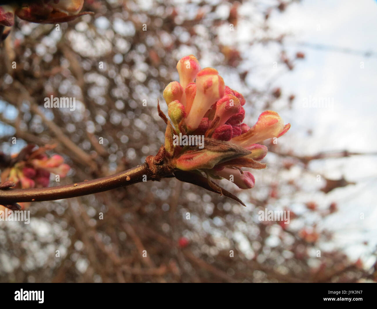 Viburnum x bodnantense 201701284 Banque D'Images