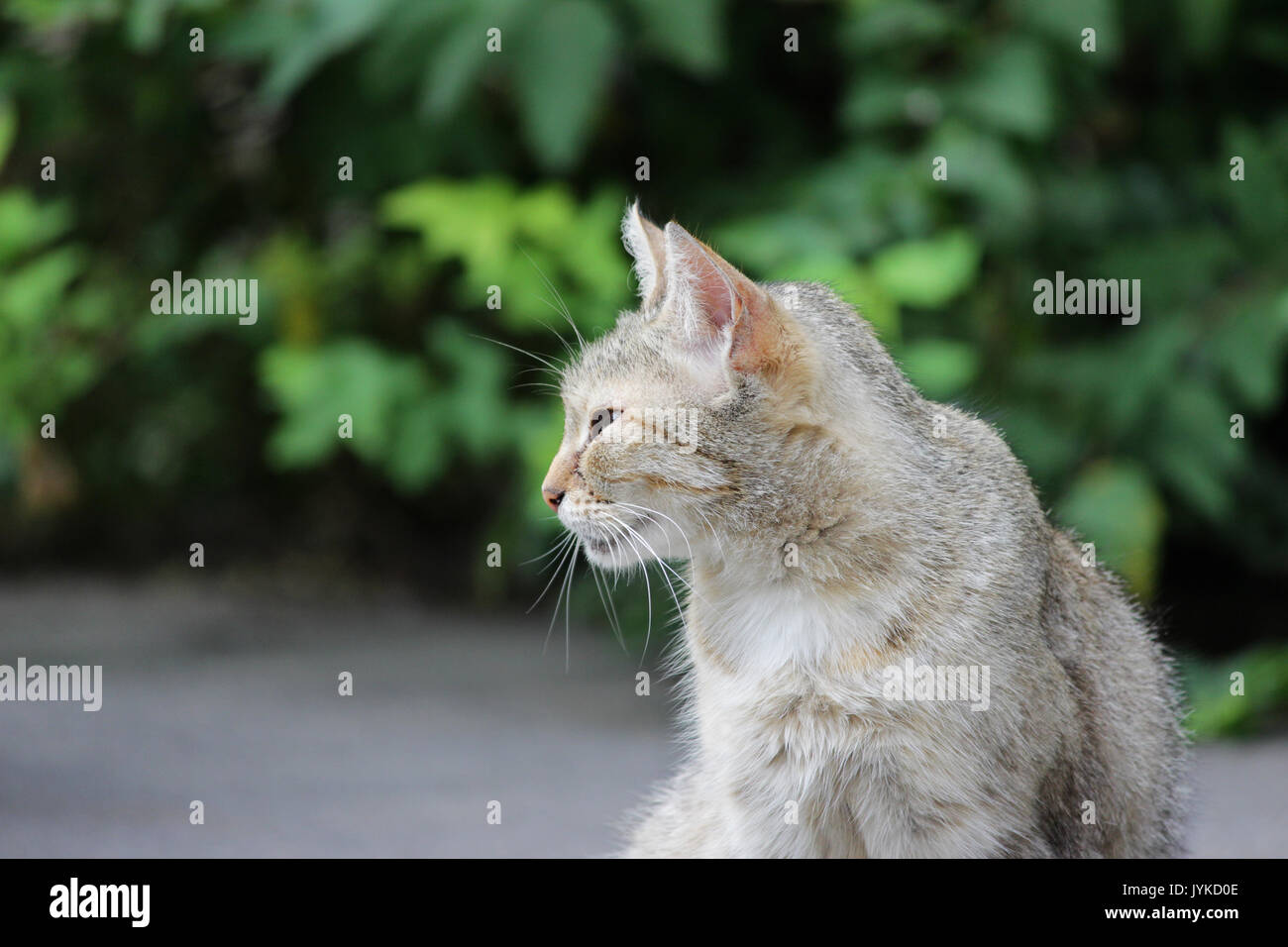 Herpesvirus Banque D Image Et Photos Alamy Herpesvirus Banque D Image Et Photos Alamy