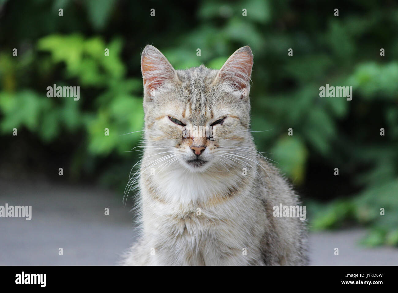 Herpesvirus Banque D Image Et Photos Alamy Herpesvirus Banque D Image Et Photos Alamy