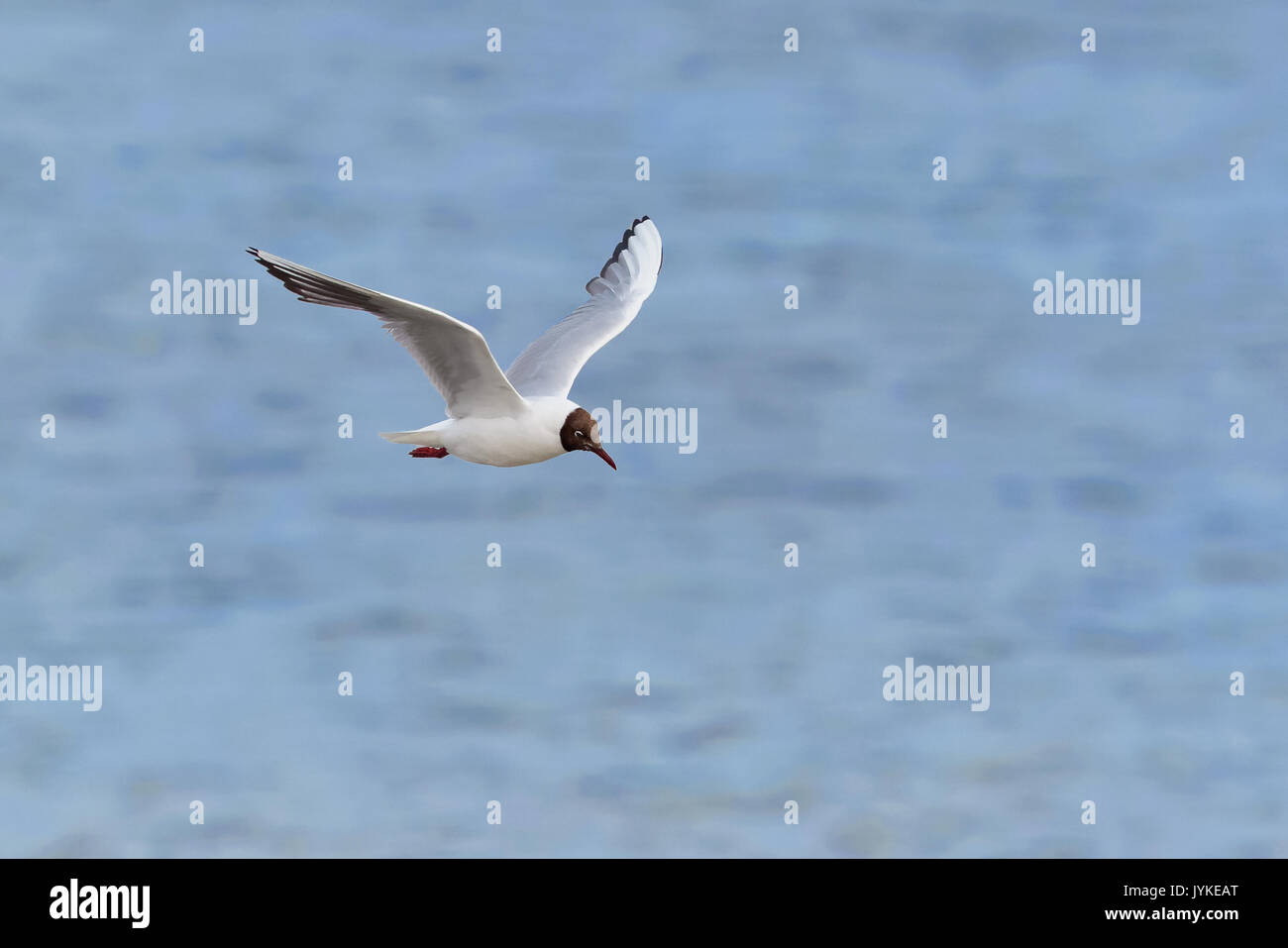 Un plumage d'été mouette, Chroicocephalus ridibundus, en vol au-dessus d'une mer bleue. Dorset, Angleterre, Royaume-Uni. Banque D'Images