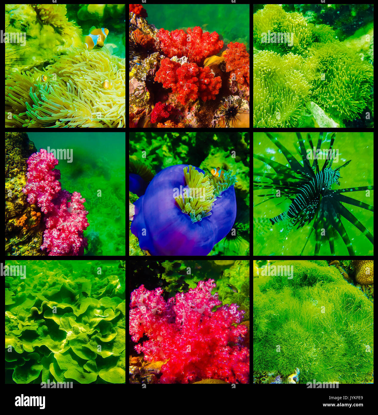 Le collage de coraux et de poissons dans la mer d'Andaman en Thaïlande Banque D'Images