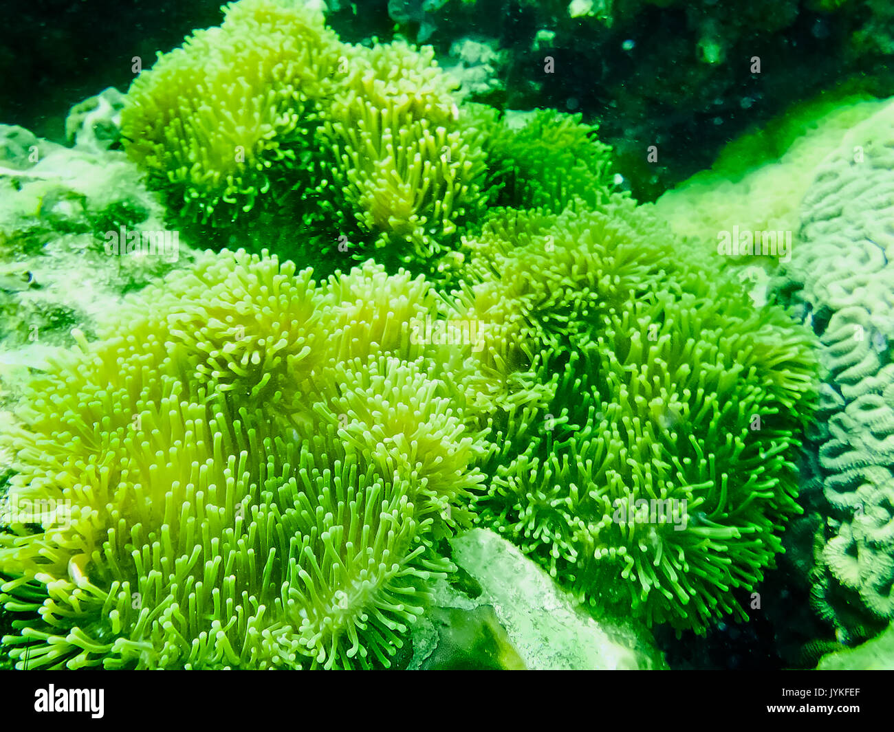 Le livre vert sur la mer de corail dans les zones tropicales, sous l'eau. Banque D'Images