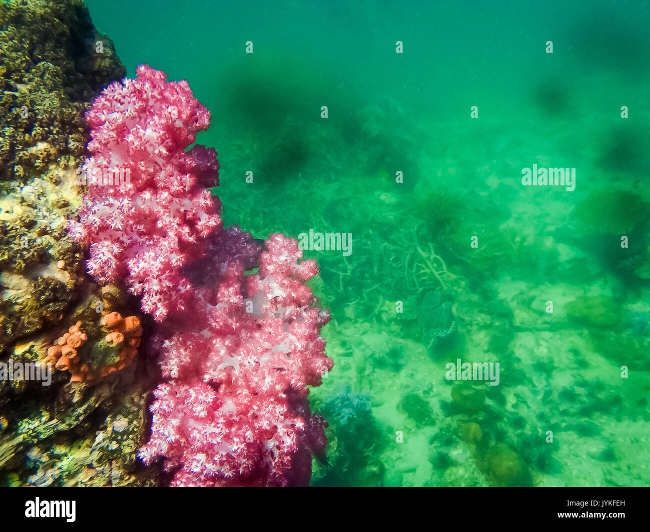 Le récif de corail rouge dans les régions tropicales, sous l'eau. Banque D'Images
