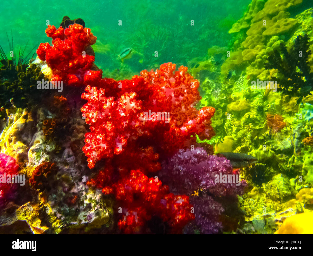 Le récif de corail rouge avec vue sur la mer dans les zones tropicales, sous l'eau. Banque D'Images