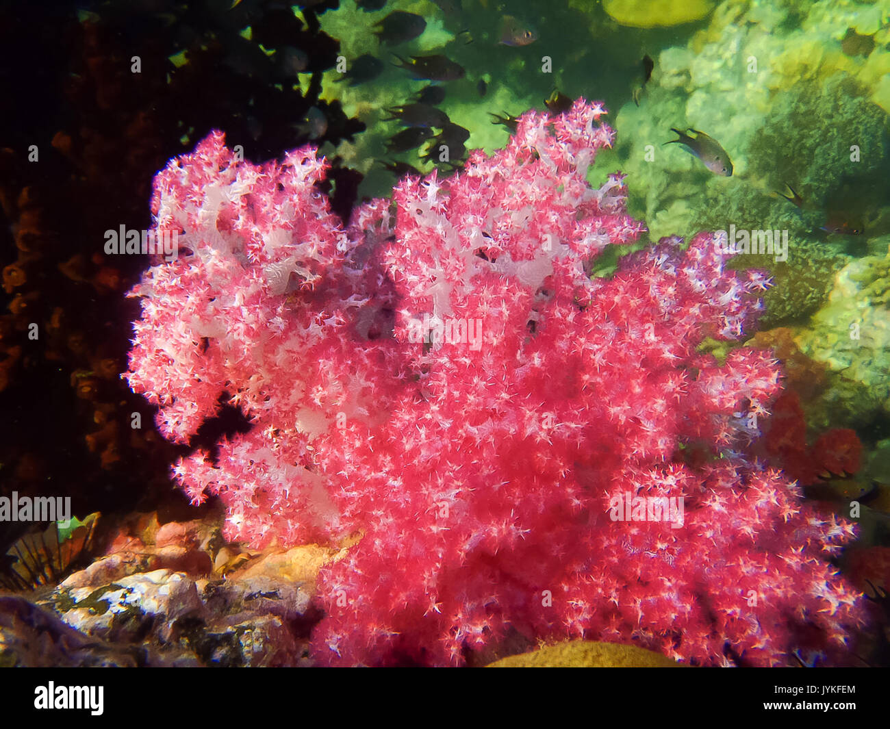 Le récif de corail rouge avec vue sur la mer dans les zones tropicales, sous l'eau. Banque D'Images