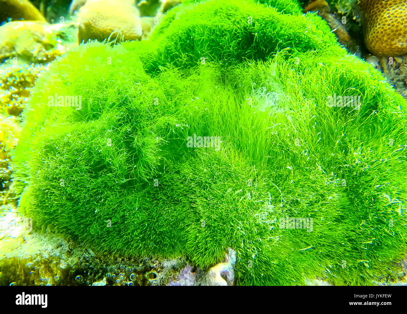 Le livre vert sur la mer de corail dans les zones tropicales, sous l'eau. Banque D'Images