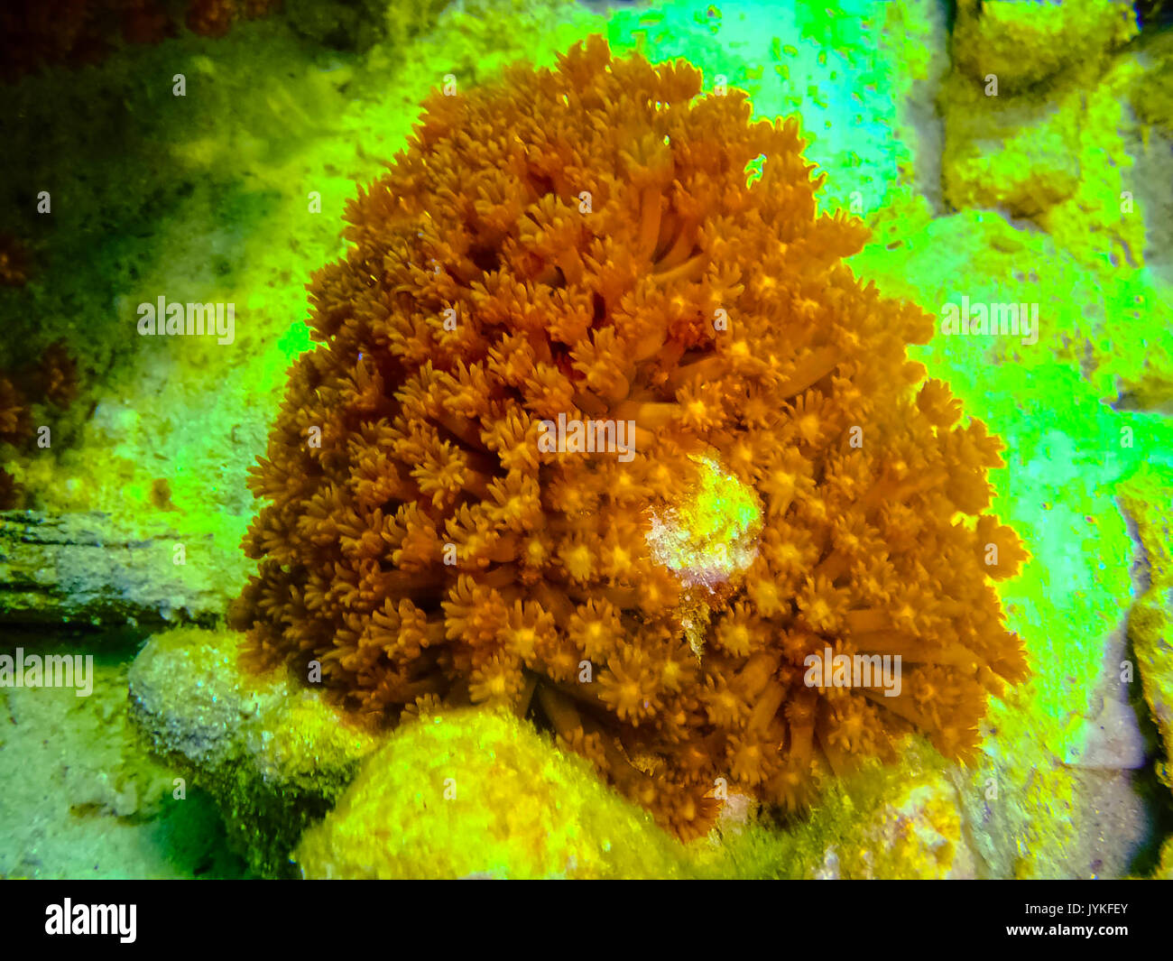 Le récif de corail rouge avec vue sur la mer dans les zones tropicales, sous l'eau. Banque D'Images