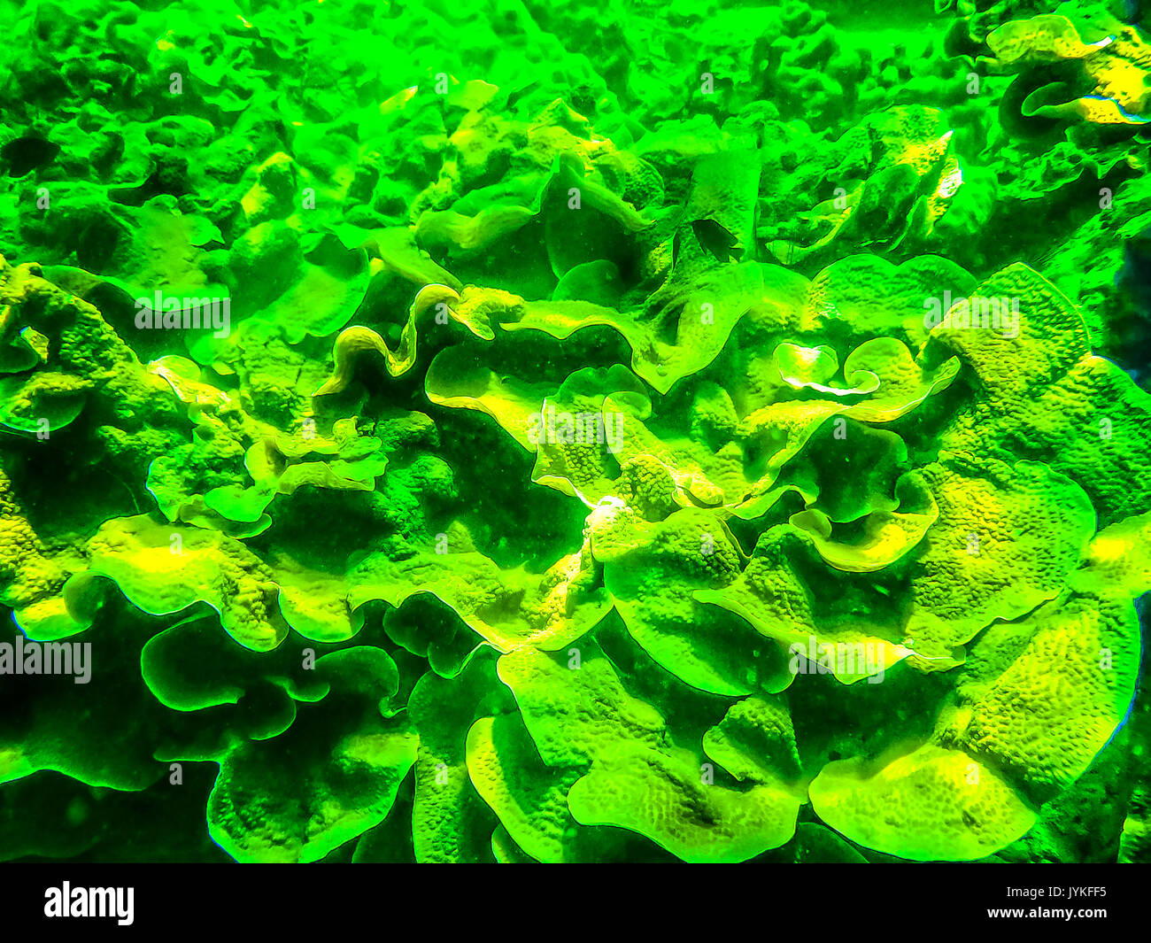 Le livre vert sur la mer de corail dans les zones tropicales, sous l'eau. Banque D'Images