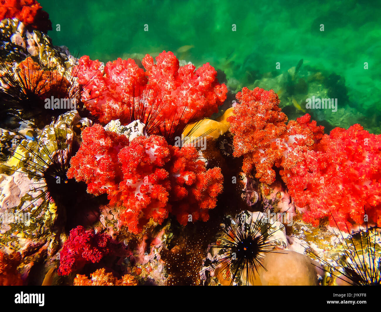 Le récif de corail rouge avec vue sur la mer dans les zones tropicales, sous l'eau. Banque D'Images