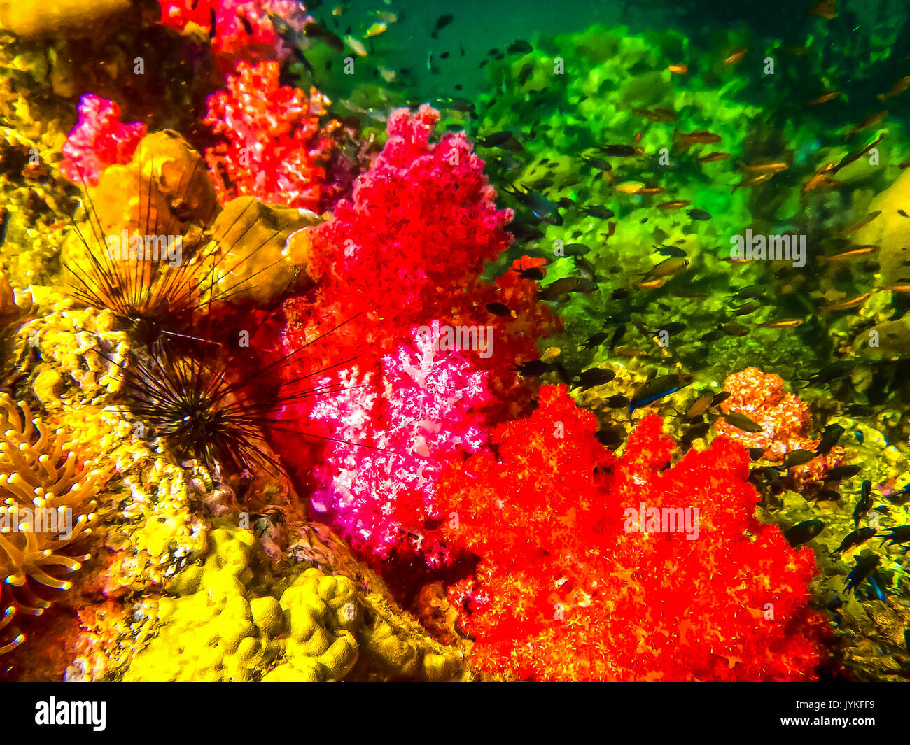 Le récif de corail rouge coloré avec de l'oursin, underwa tropical Banque D'Images