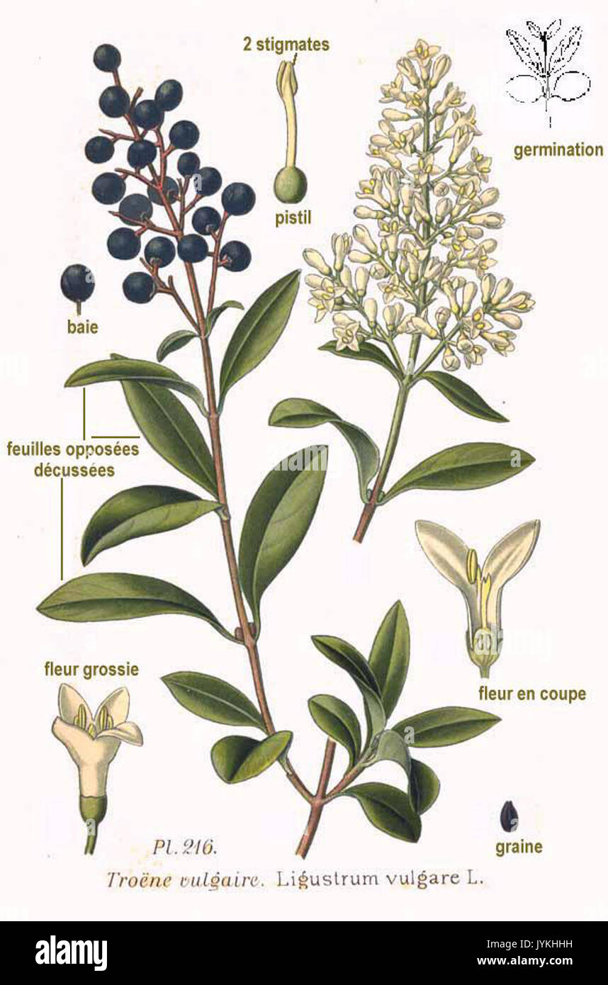 Ligustrum vulgare 216 L Banque D'Images