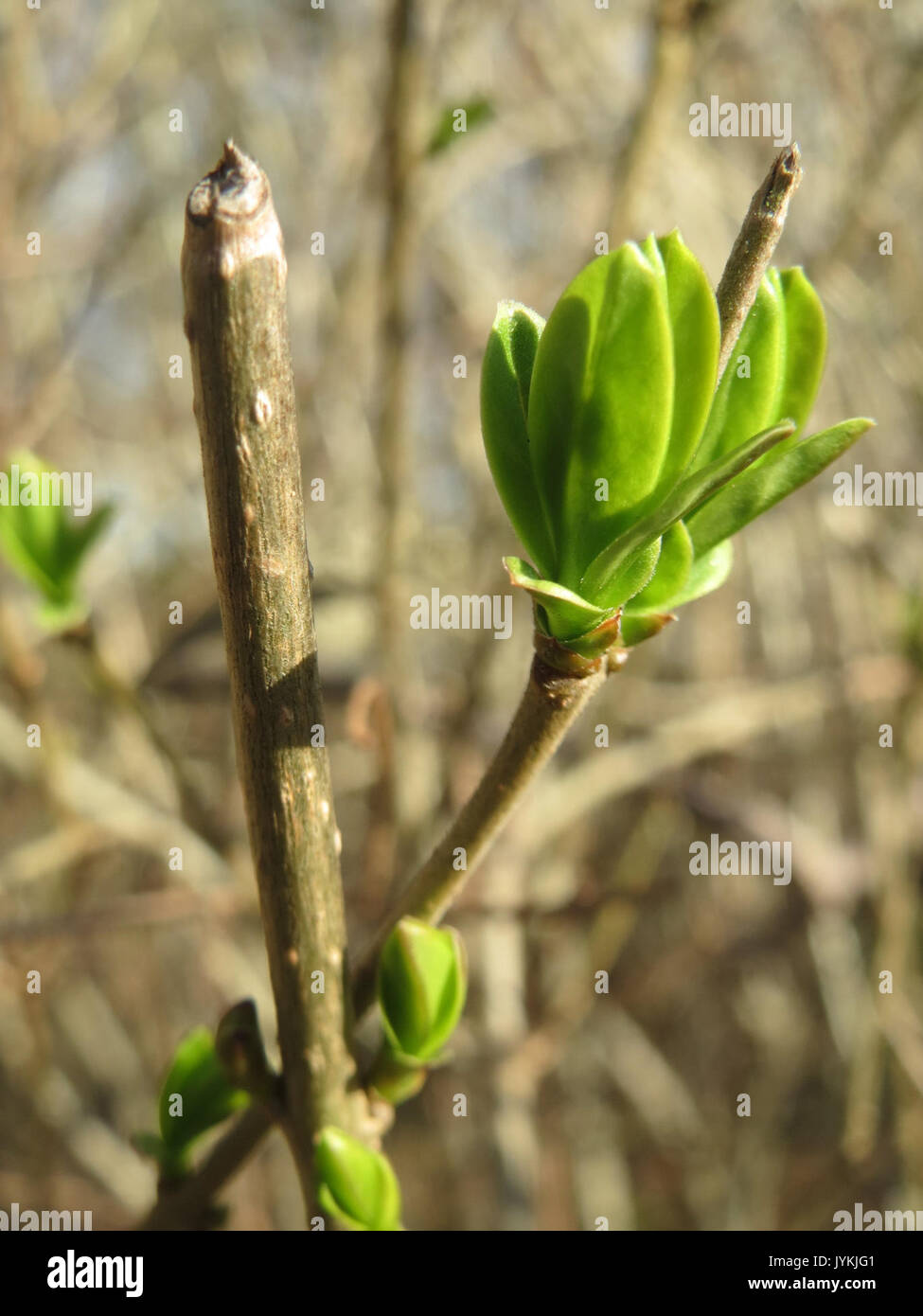 20170313Ligustrum vulgare1 Banque D'Images