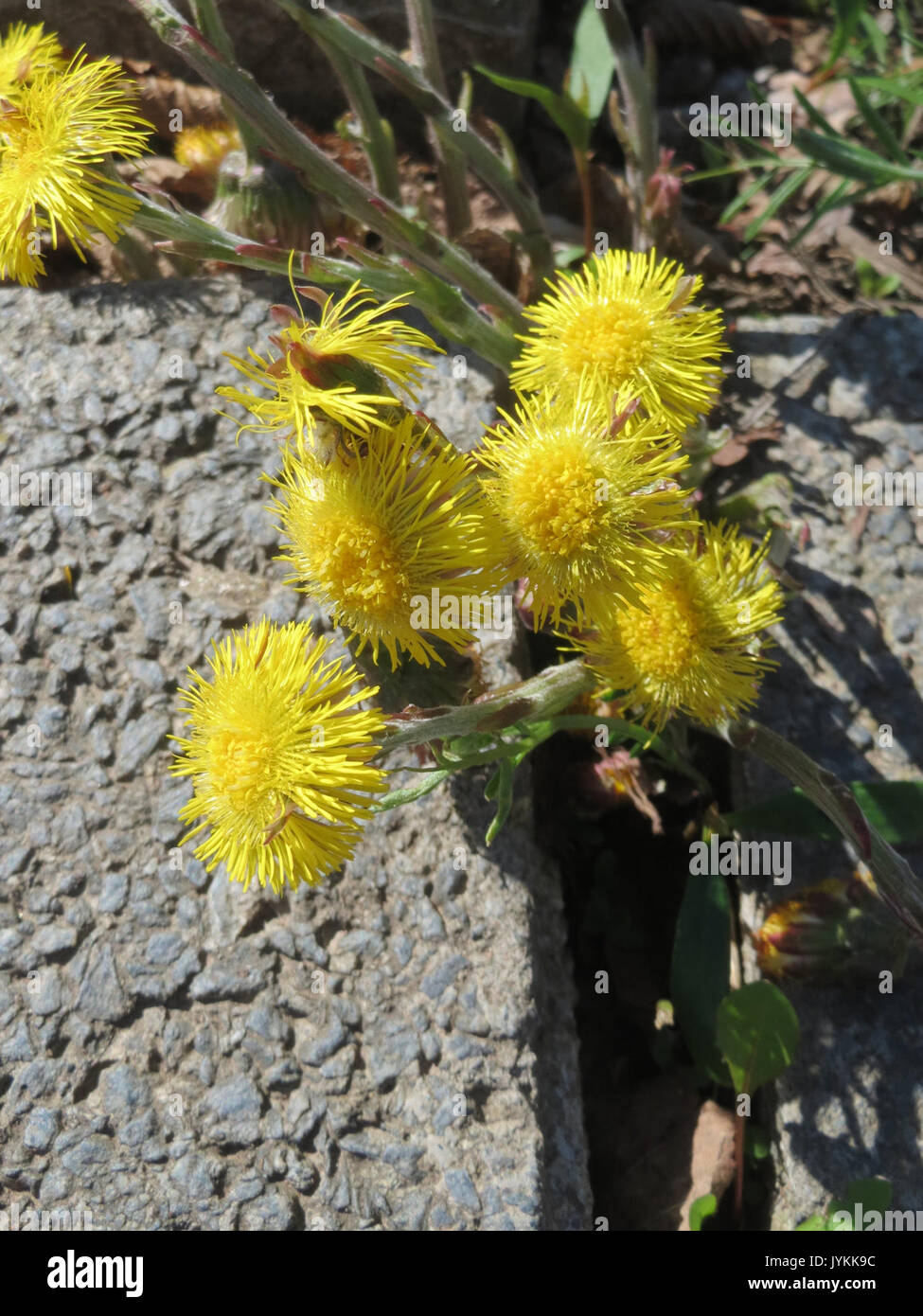 20170326Tussilago farfara6 Banque D'Images