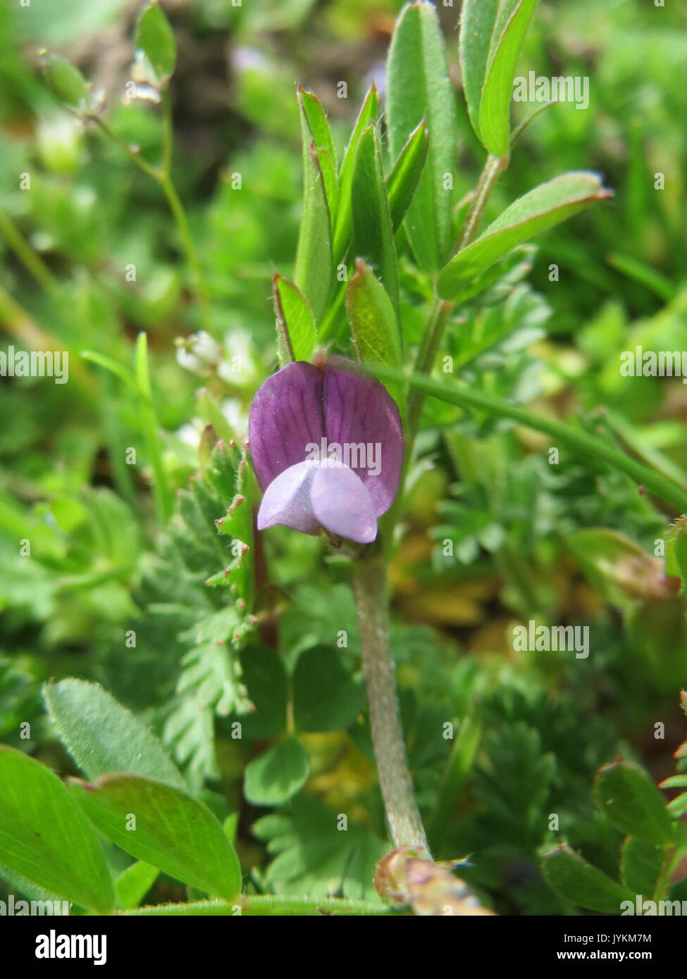 20170331Vicia lathyroides2 Banque D'Images