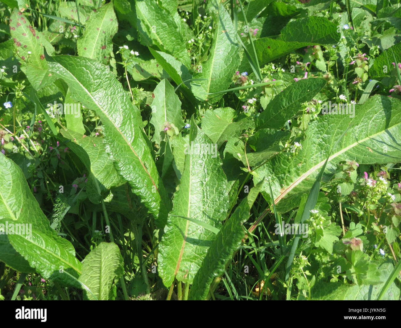 20170408Rumex obtusifolius1 Banque D'Images