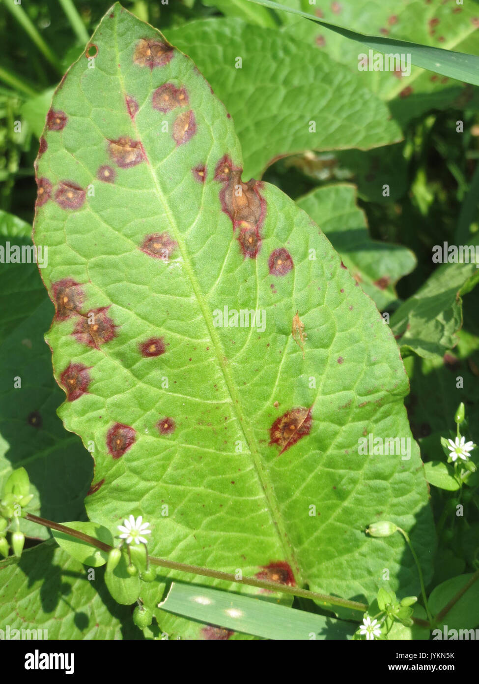 20170408Rumex obtusifolius4 Banque D'Images