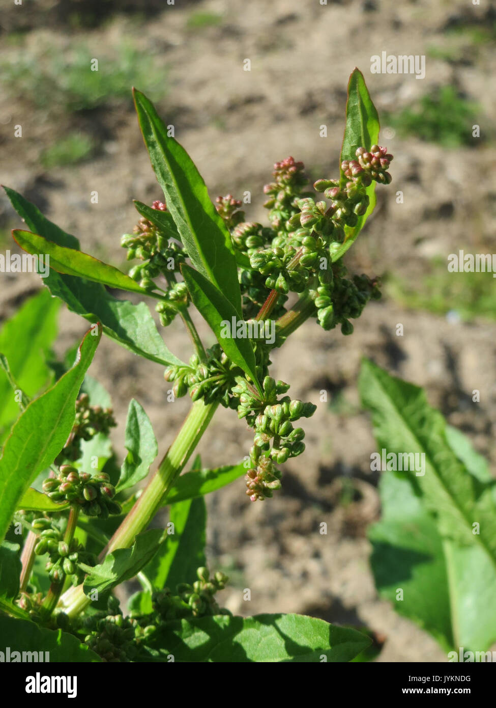 20170410Rumex obtusifolius3 Banque D'Images