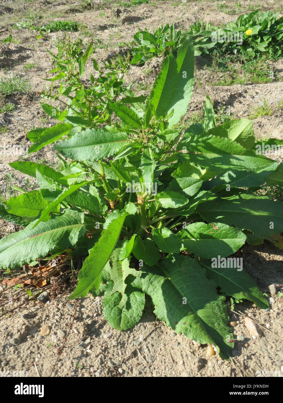 20170410Rumex obtusifolius4 Banque D'Images