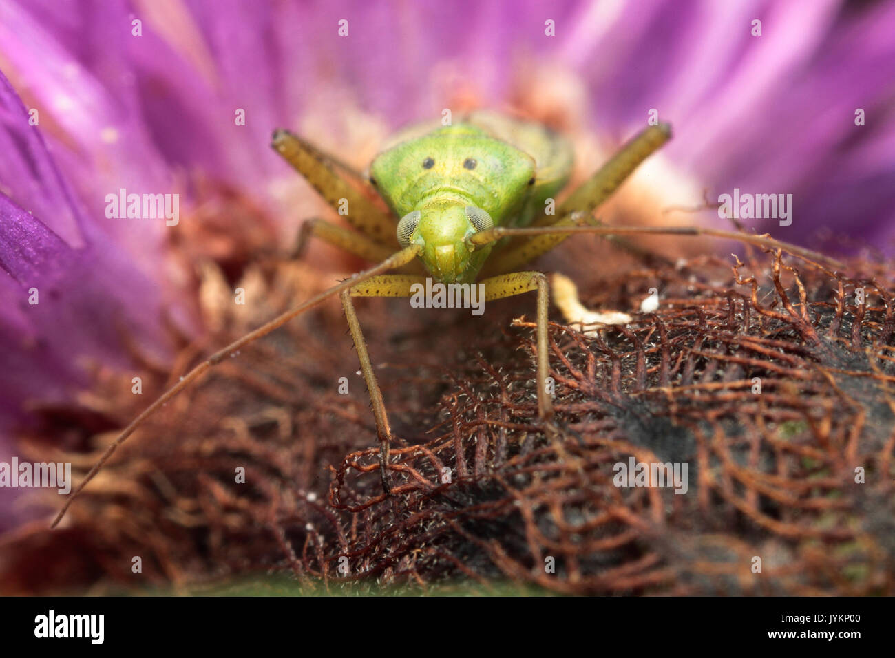 Insectes du Bocage Banque D'Images