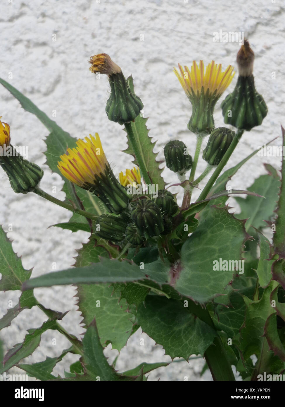 20170427Sonchus asper3 Banque D'Images