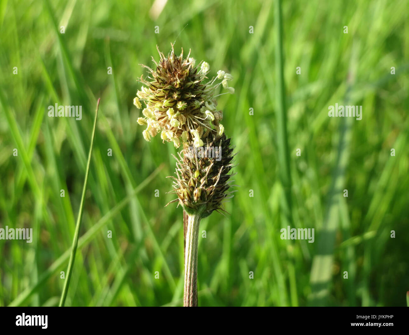 20170428Plantago lanceolata1 Banque D'Images