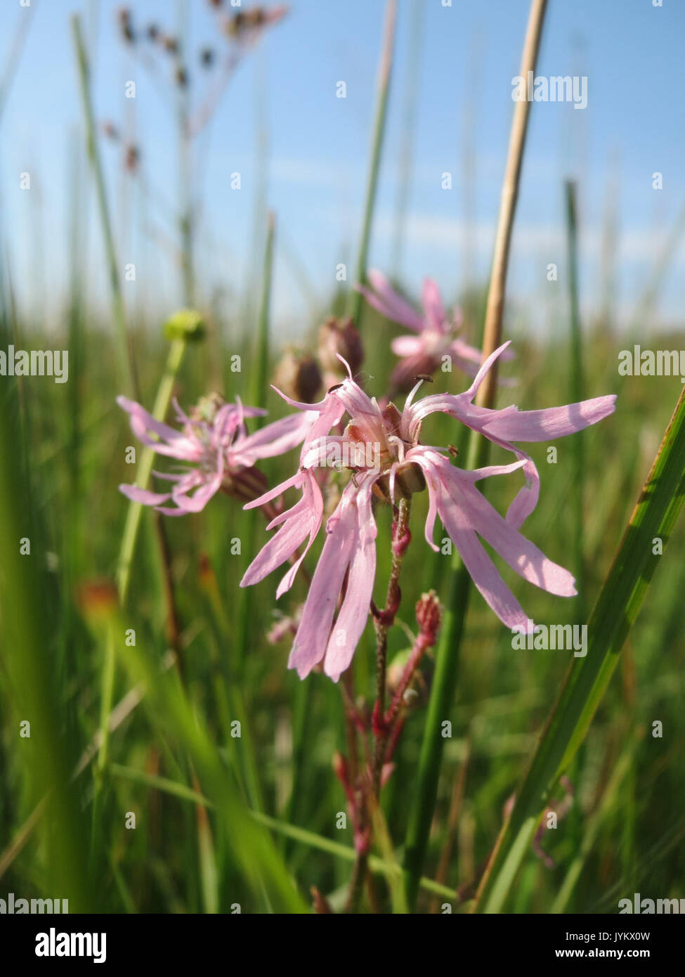 20170531Lychnis flos cuculi Banque D'Images