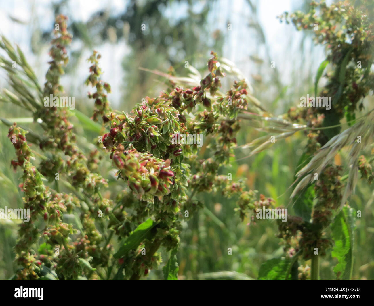 20170602Rumex obtusifolius1 Banque D'Images