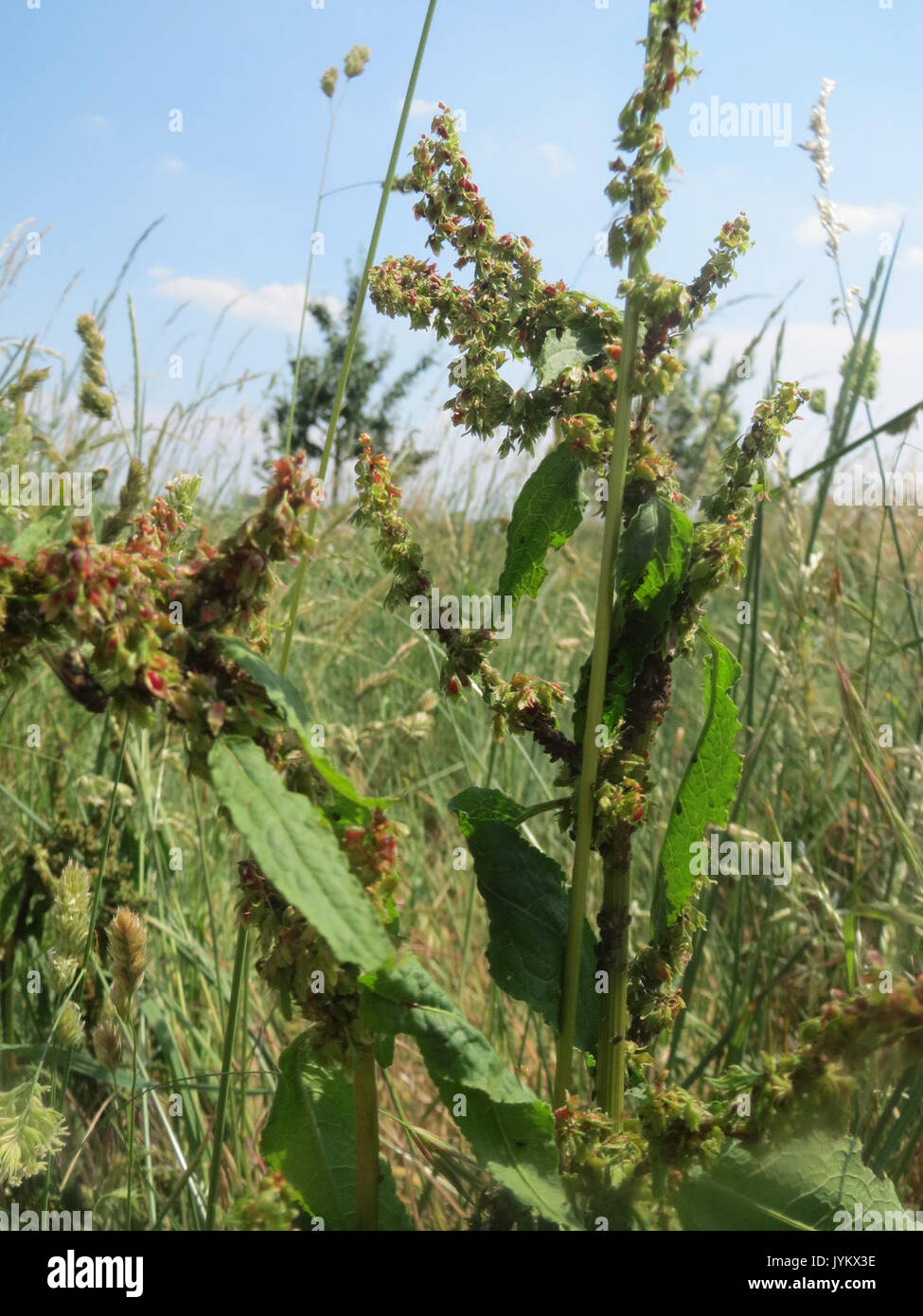 20170602Rumex obtusifolius2 Banque D'Images